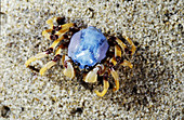 Soldier Crab,Australia