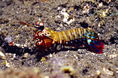 Mantis shrimp (Odontodactylus scyllarus)