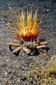 Venomous sea urchin carried by crab