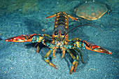 Nothern Lobster