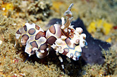 Harlequin Shrimp