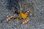 Golden Coral Shrimp (Stenopus scutellatus)