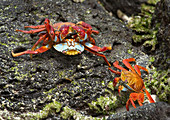 Sally Lightfoot Crab battle