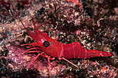 Red Night Shrimp