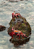 Sally Lightfoot Crabs