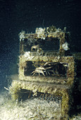 Artificial Reef for Lobsters