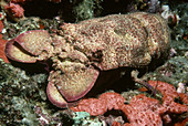 Slipper Lobster