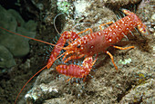 Hawaiian Lobster