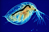 Light micrograph of a water flea (Daphnia sp.)