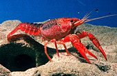 Crayfish