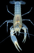 Blind Groundwater Crayfish