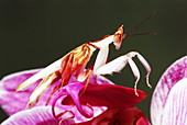 Orchid mantis