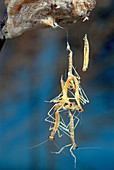 Praying Mantis newborns