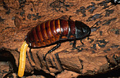 Hissing Cockroach Laying Eggs