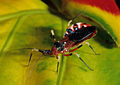 Assassin Bug,Borneo