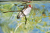 Backswimmer