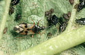 Flower bug eats Aphid