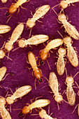 Formosan termites