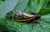 17-Year Cicada