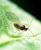 Alate Green Peach Aphid