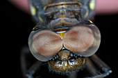 Springtime Darner dragonfly head