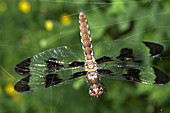 Female Skimmer Dragonfly