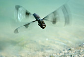 Twelve Spot Skimmer Dragonfly