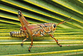 Lubber grasshopper