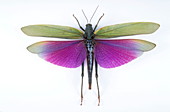 Female lubber grasshopper