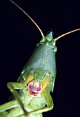Cone-headed grasshopper