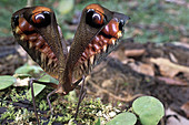 Peacock Katydid displaying
