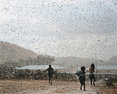 Swarm of desert locusts in Keren,Ethiopia