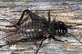 Male Field Cricket Nymph