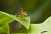 Airplane Grasshoppers