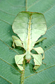Leaf Insect (Phyllium sp.)