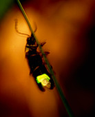 View of a firefly with luminoustail glowing