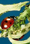 Ladybird eats aphids