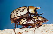Mating Hercules beetles