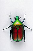 Flower beetle