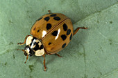 Multicolored Asian Ladybird Beetle