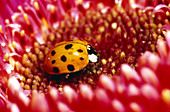 Nine-spotted Ladybug Beetle