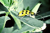 Western Spotted Cucumber Beetle