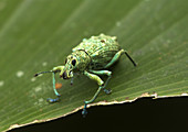 Jeweled Weevil,Peruvian Amazon