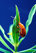 Aphthona Flava Flea Beetle on Leafy Spurge