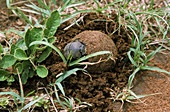 Dung Beetle burying dung ball