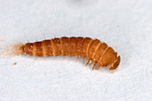 Larva of Black Carpet Beetle