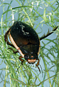 Diving Beetle