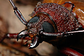 Longicorn Beetle (Agrianome spinicollis)