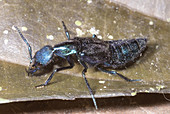 Rove Beetle (Family Staphylinidae)