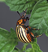 Colorado potato beetle